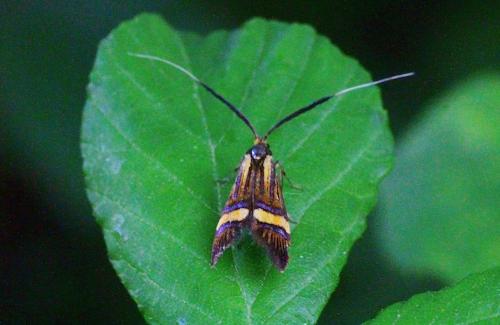 Réf. 228 908 : Nemophora degeerella